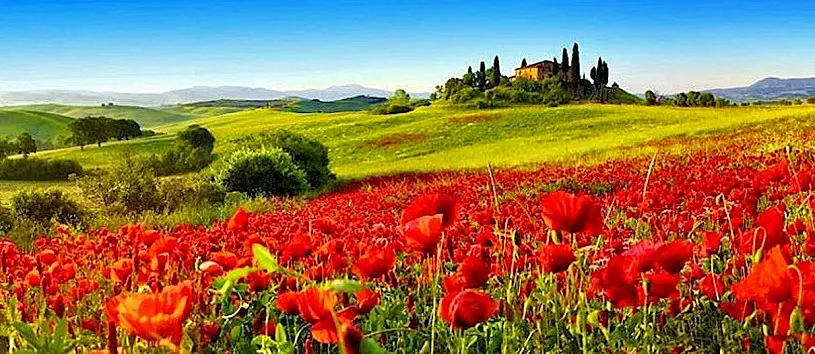 tuscany-sightseeing-poppy-fields-rolling-tuscan-hills