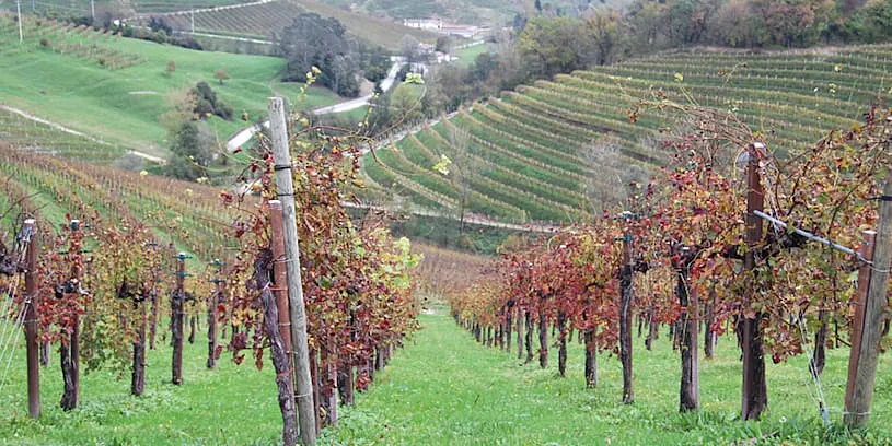 veneto-sightseeing-vineyard